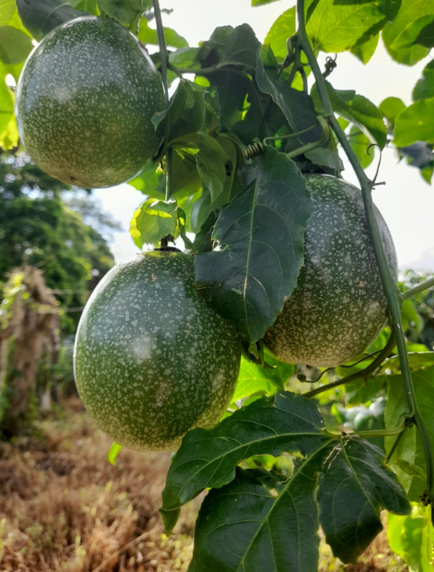 Frozen Passion Fruits — Frutas DM S.A.